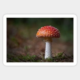 Fly Agaric Toadstool Sticker